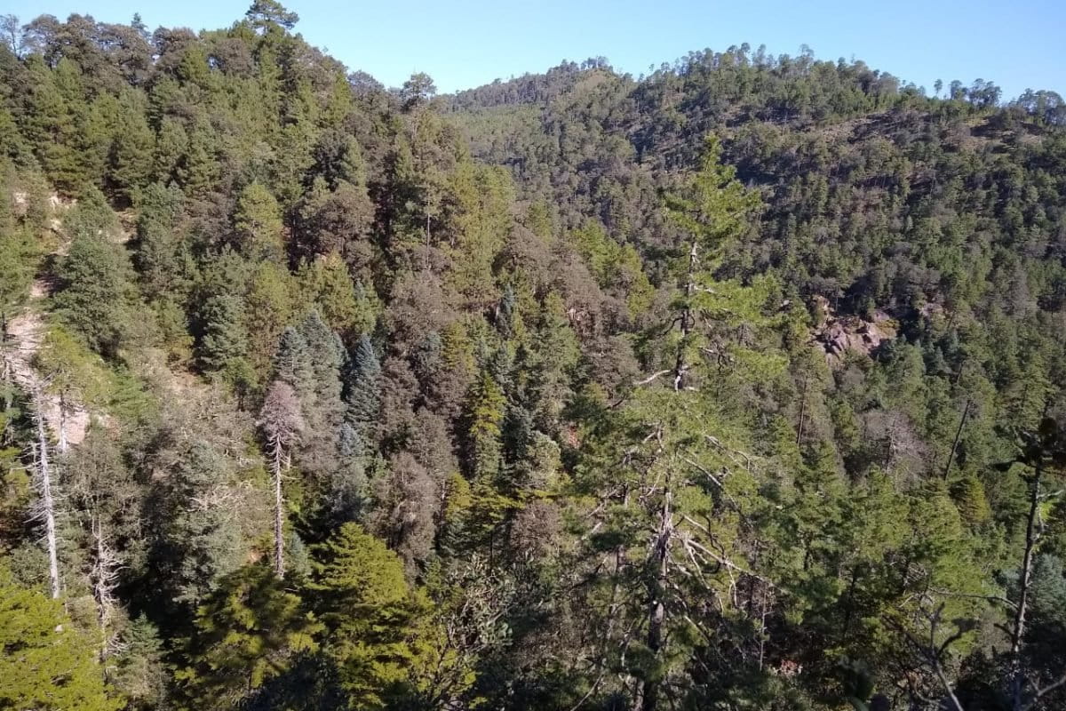 Mexico: Four decades of community lessons from the forests of Durango